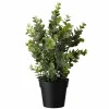 Kremmerhuset Eucalyptus plante| Grønne Planter