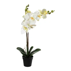 Kremmerhuset Orkide i potte| Grønne Planter