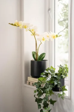 Kremmerhuset Orkide i potte| Grønne Planter