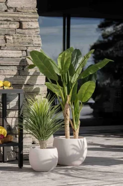 Kremmerhuset Plante Banantre 123 cm| Grønne Planter
