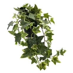 Kremmerhuset Plante Eføy tofarget| Grønne Planter