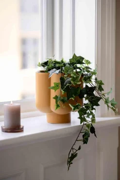 Kremmerhuset Plante Eføy tofarget| Grønne Planter
