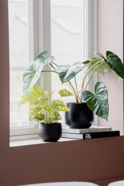 Kremmerhuset Plante Monstera| Grønne Planter