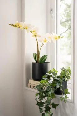 Kremmerhuset Potte Avetia 11,5 cm, sort| Blomsterpotter Og Pidestaller